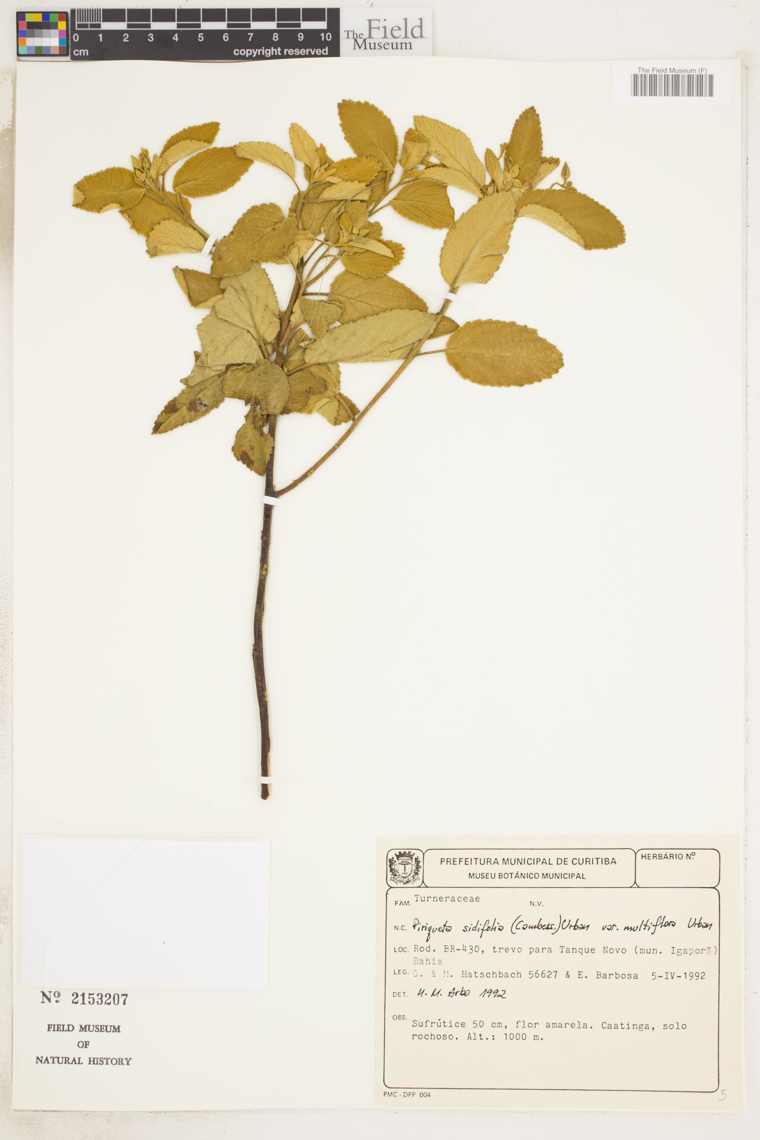 Piriqueta sidifolia var. multiflora image