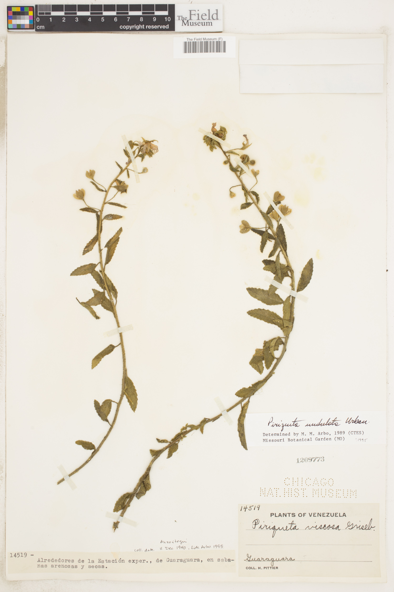 Piriqueta undulata image