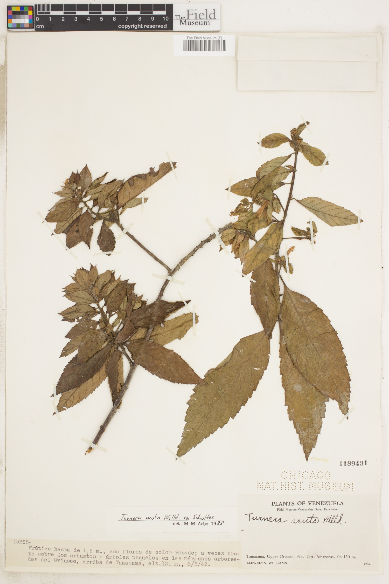 Turnera acuta image