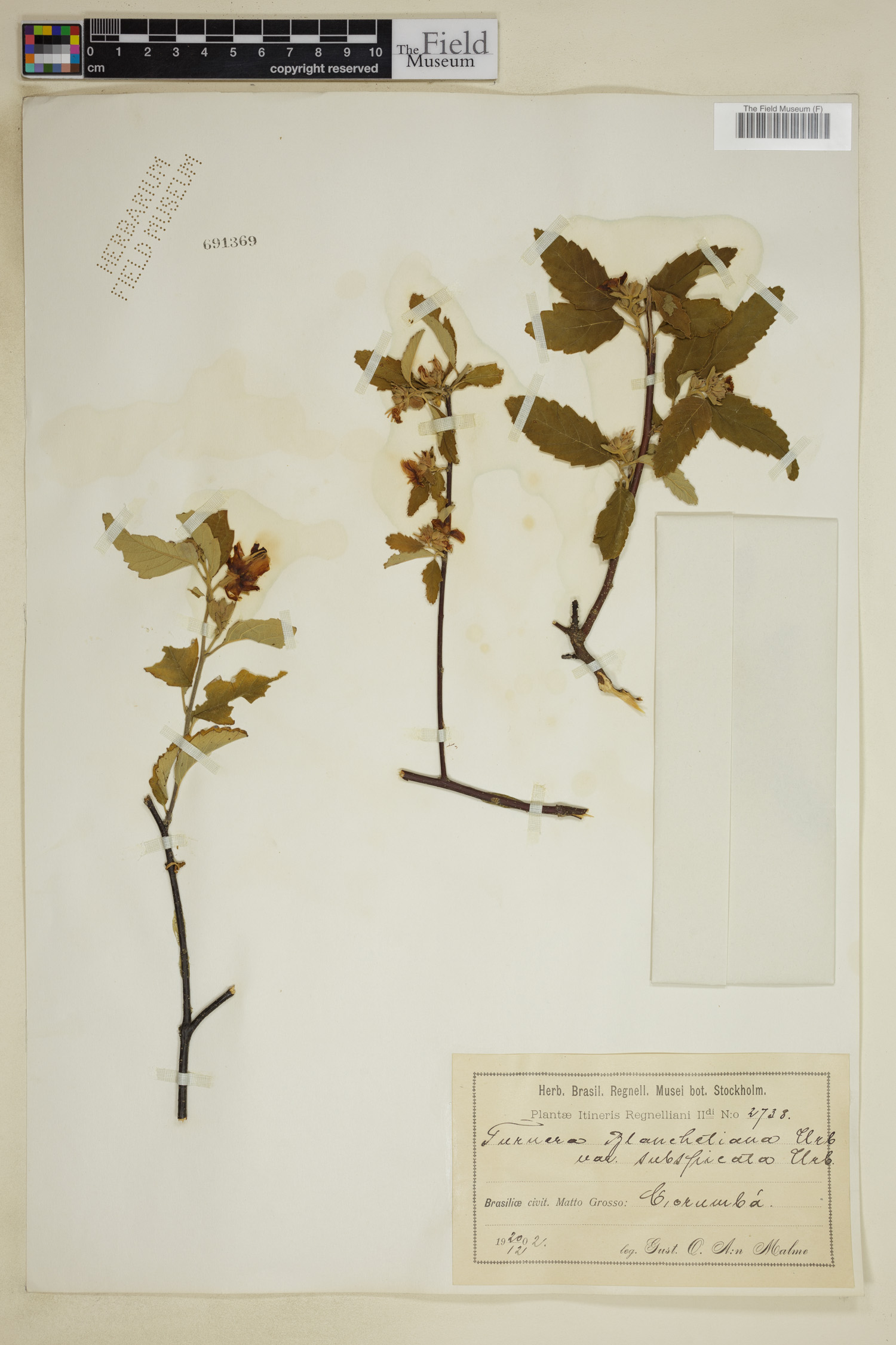 Turnera blanchetiana var. subspicata image