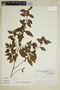 Turnera breviflora image
