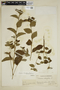 Turnera breviflora image