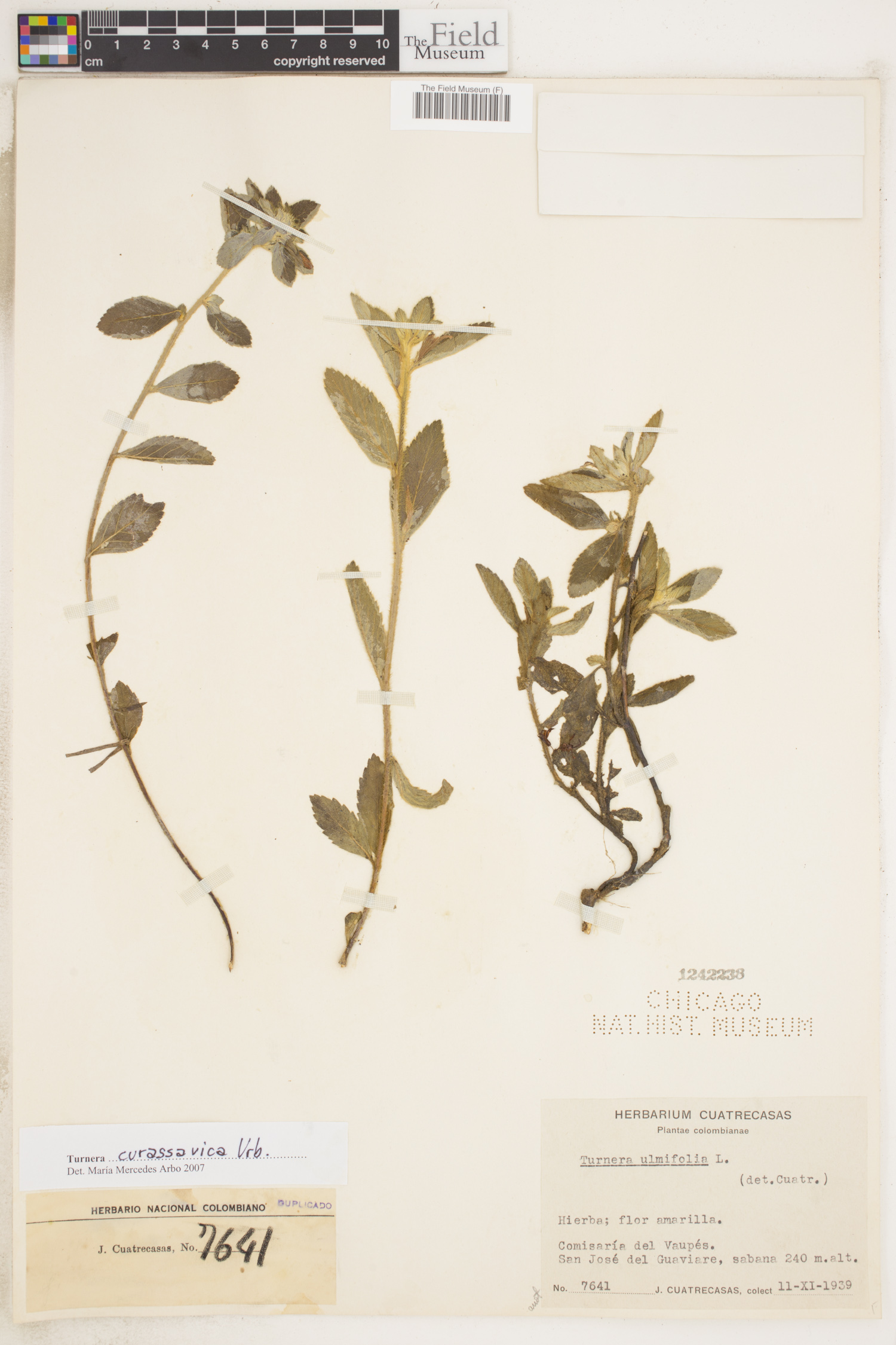 Turnera curassavica image