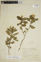 Turnera grandiflora image
