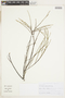 Phyllanthus pentandrus image