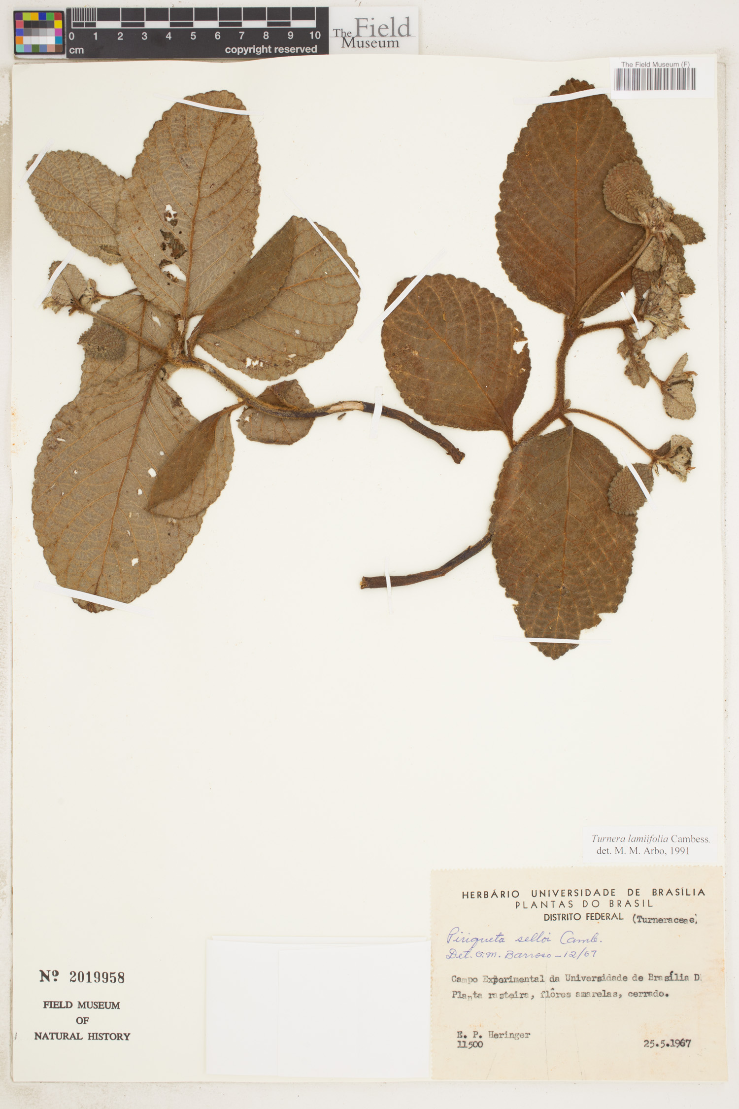 Turnera lamiifolia image