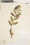 Turnera longiflora image