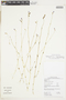 Irlbachia caerulescens image