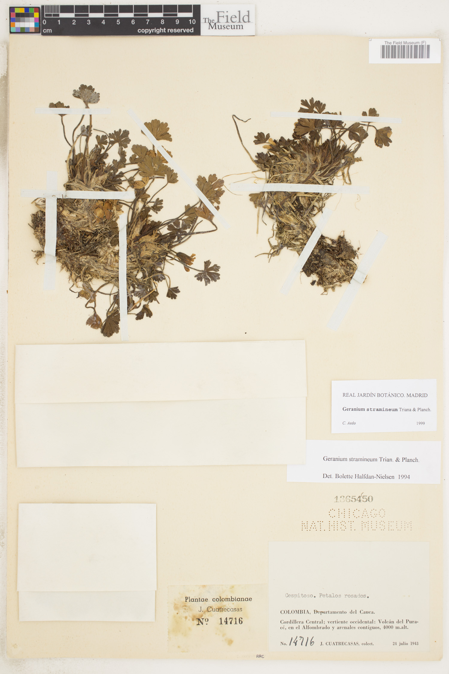 Geranium stramineum image