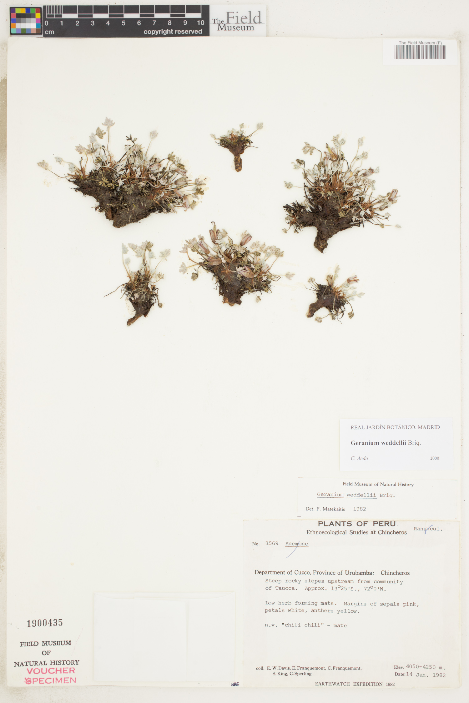 Geranium weddellii image