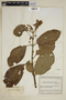 Besleria reticulata image