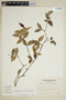 Codonanthe gracilis image
