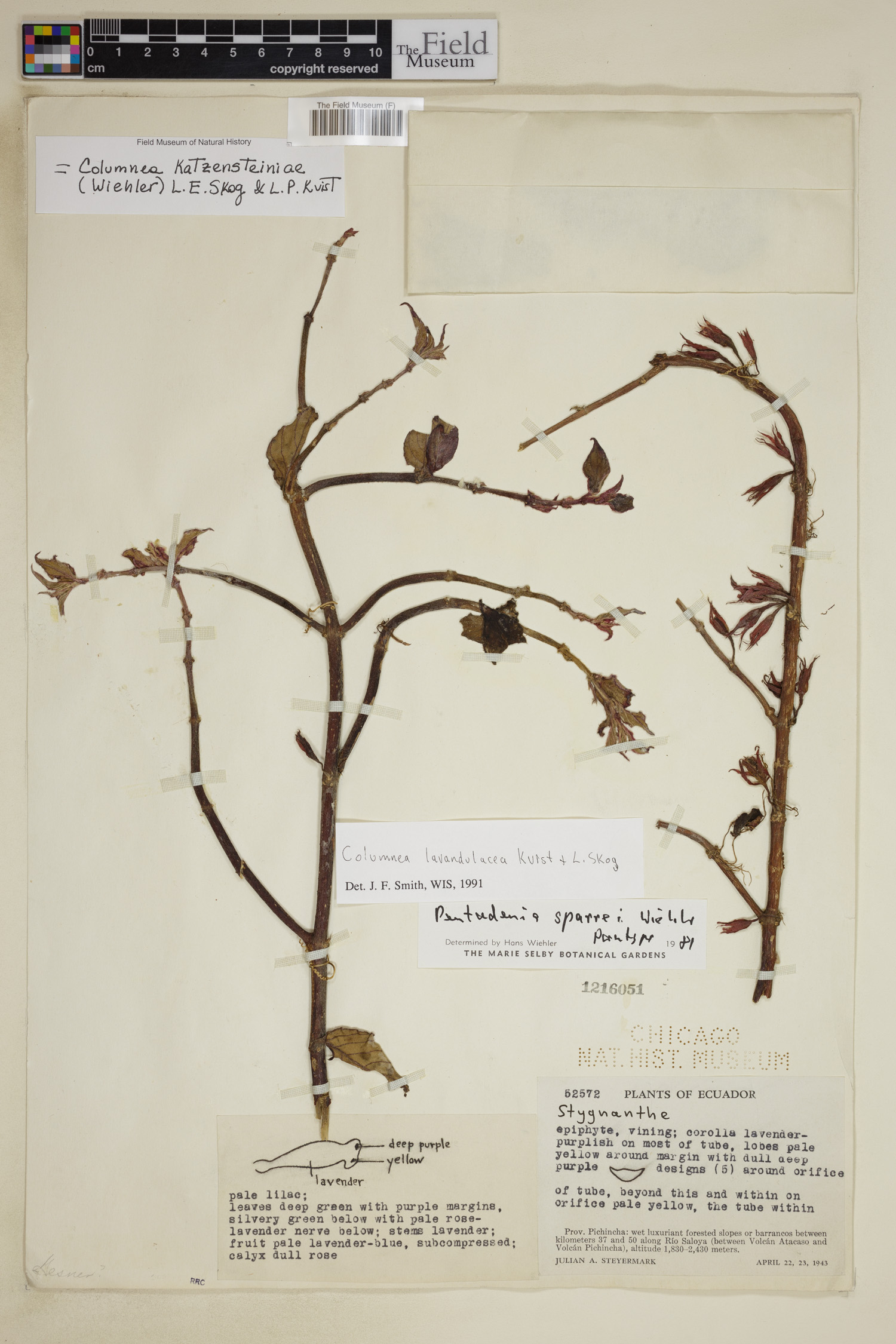 Columnea katzensteiniae image
