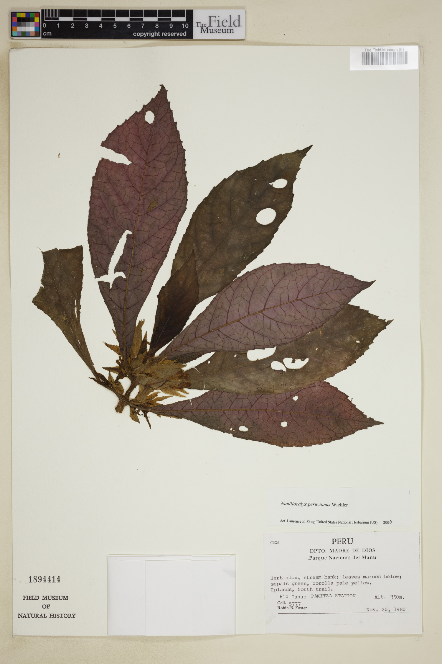 Nautilocalyx peruvianus image