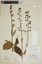 Gloxinia xanthophylla image