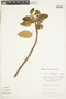 Paliavana tenuiflora image