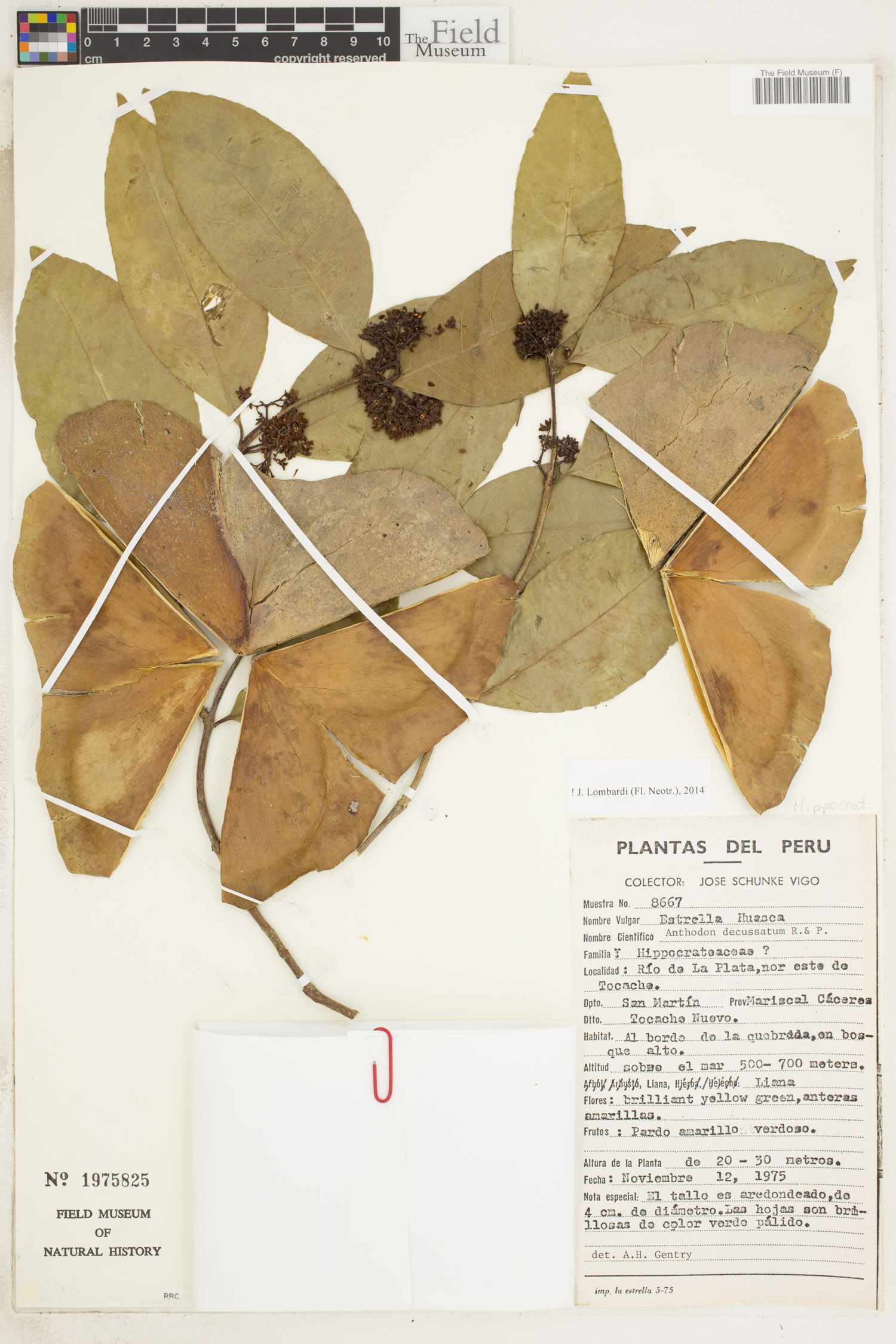Anthodon decussatum image