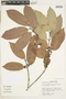 Salacia impressifolia image