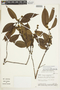 Roucheria calophylla image