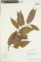 Emmotum fagifolium image