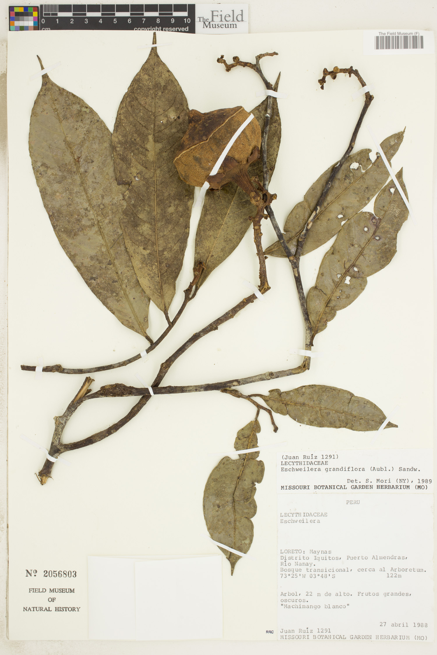 Eschweilera grandiflora image