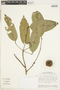 Eschweilera pedicellata image