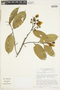 Eschweilera pseudodecolorans image