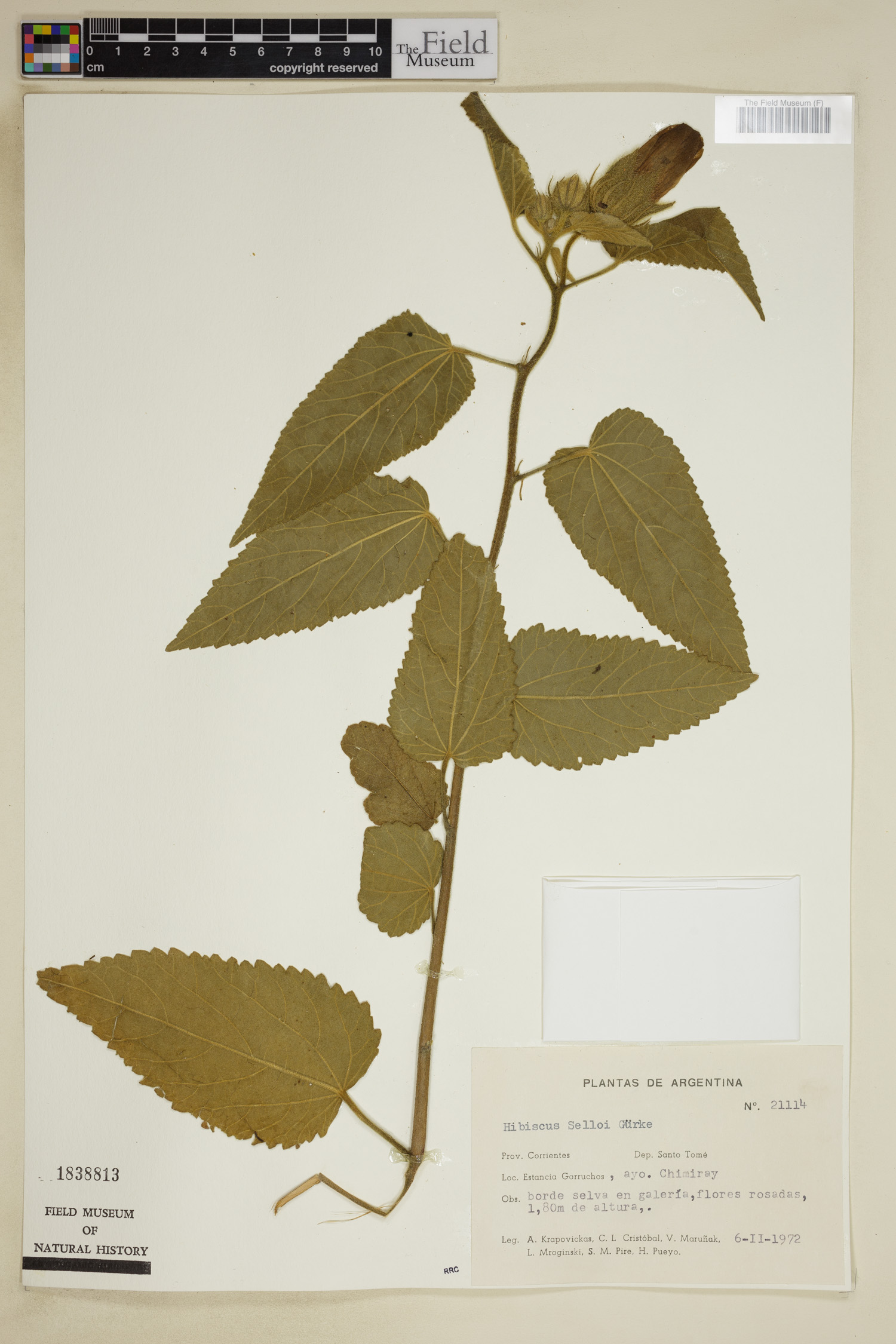 Hibiscus urticifolium image