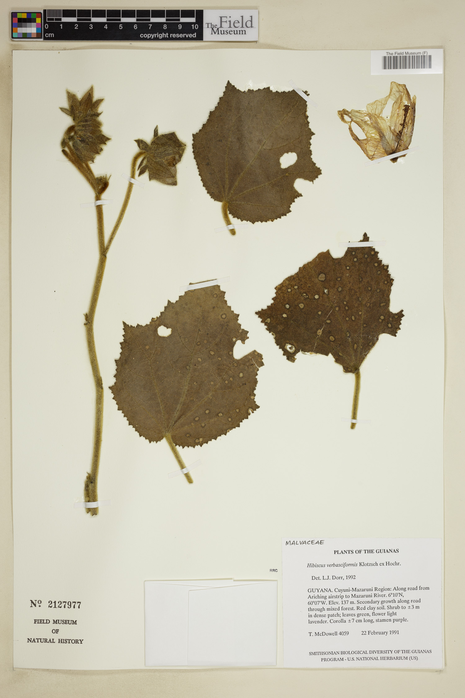 Hibiscus verbasciformis image
