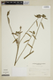 Pavonia angustifolia image