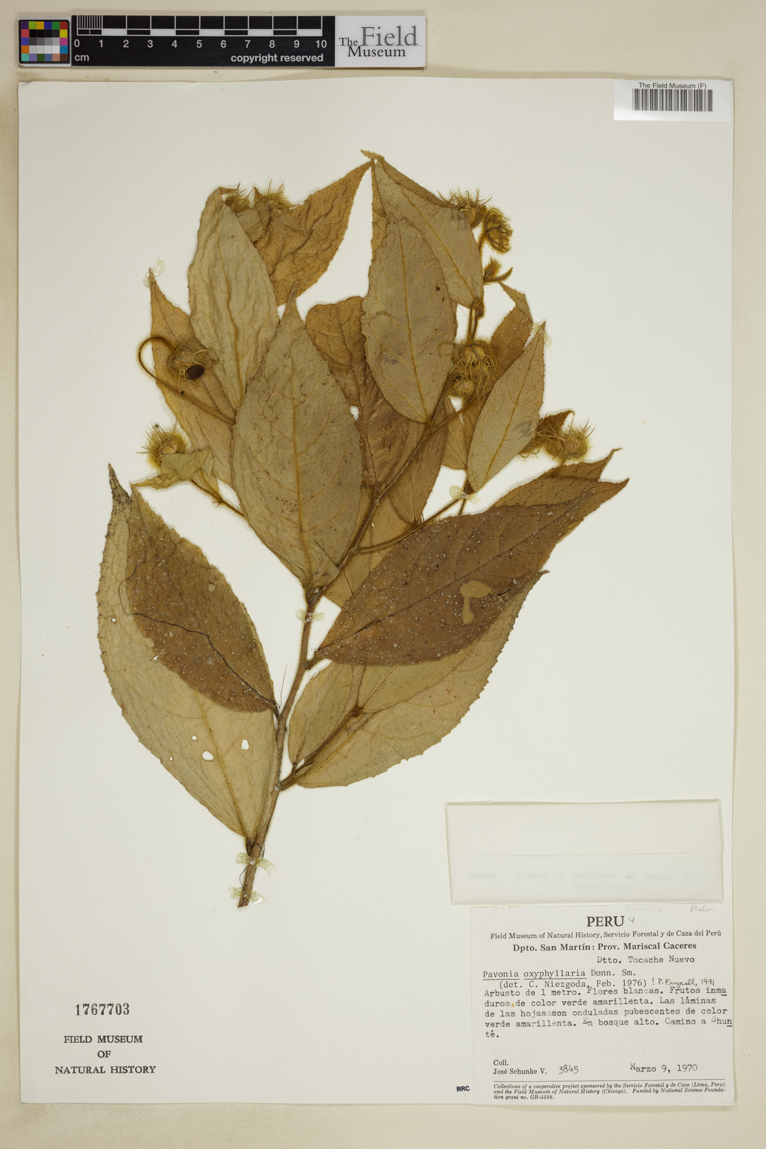 Pavonia oxyphyllaria image