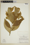 Pavonia oxyphyllaria image