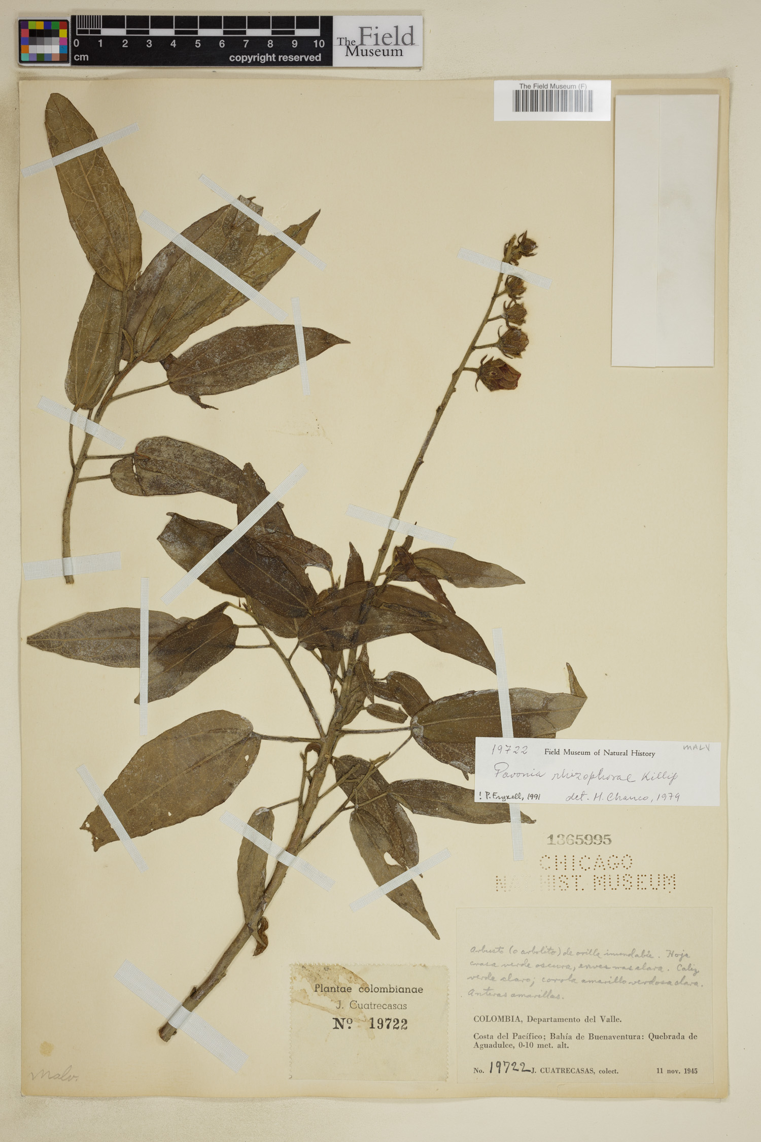 Pavonia rhizophorae image