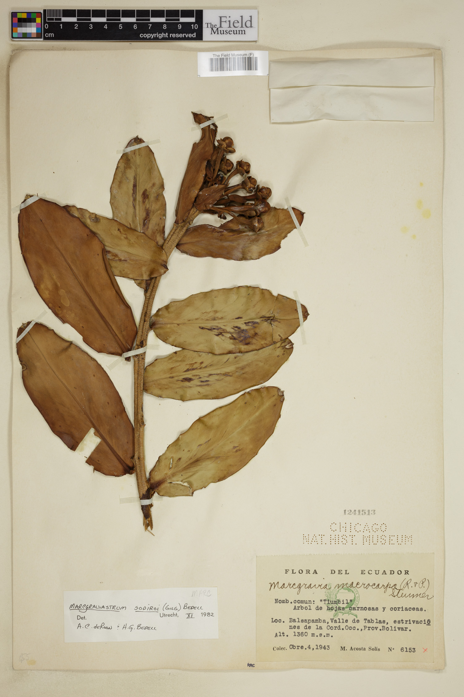 Marcgraviastrum sodiroi image