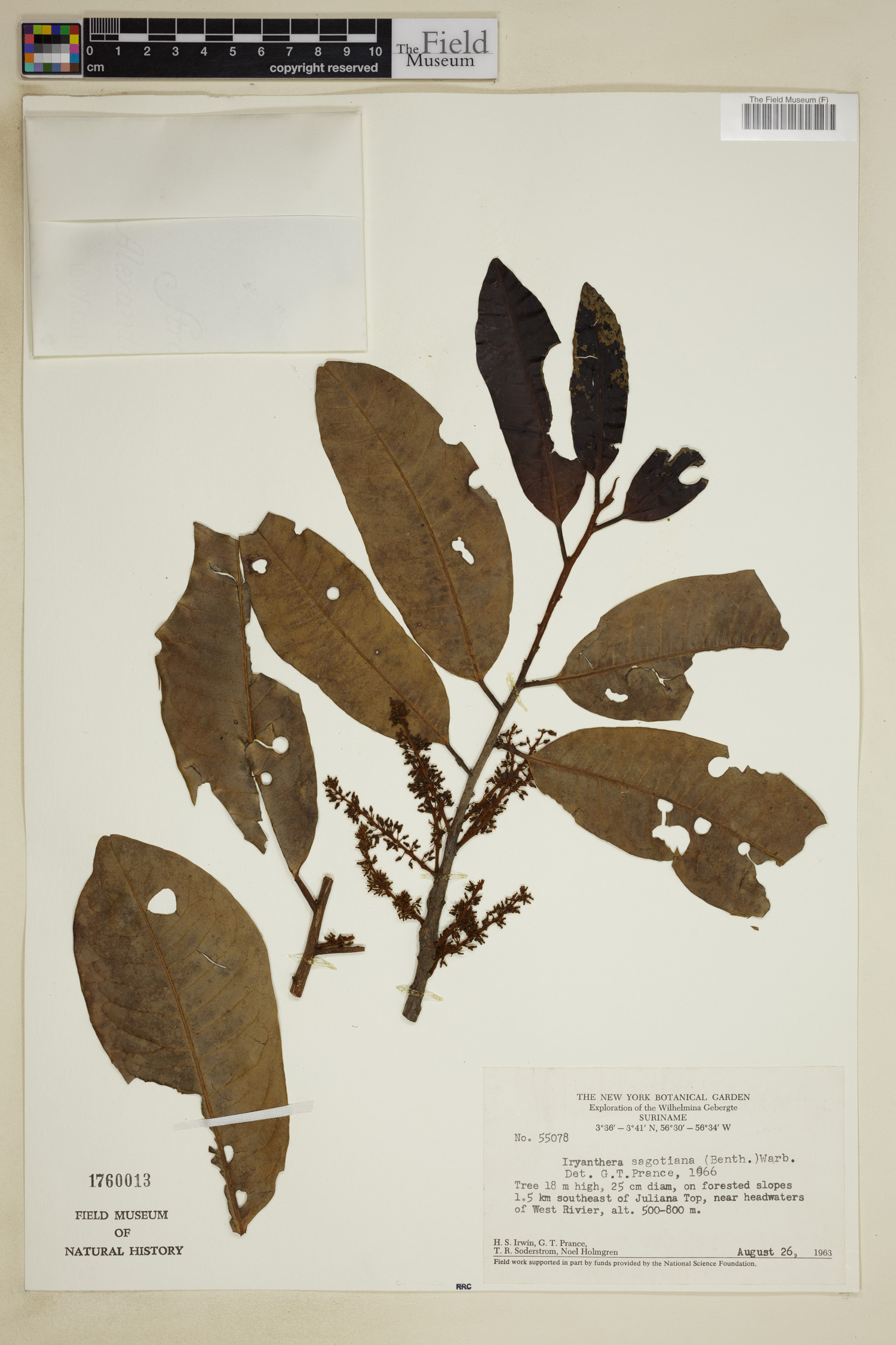 Iryanthera sagotiana image
