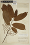 Iryanthera grandis image