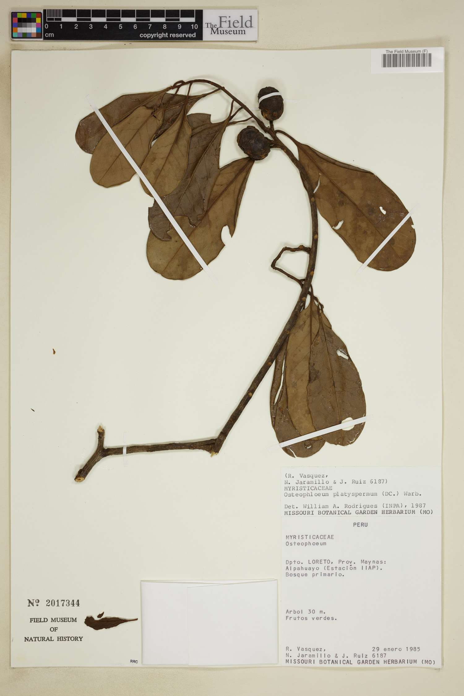 Osteophloeum platyspermum image