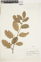 Stephanopodium blanchetianum image
