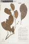 Stephanopodium peruvianum image