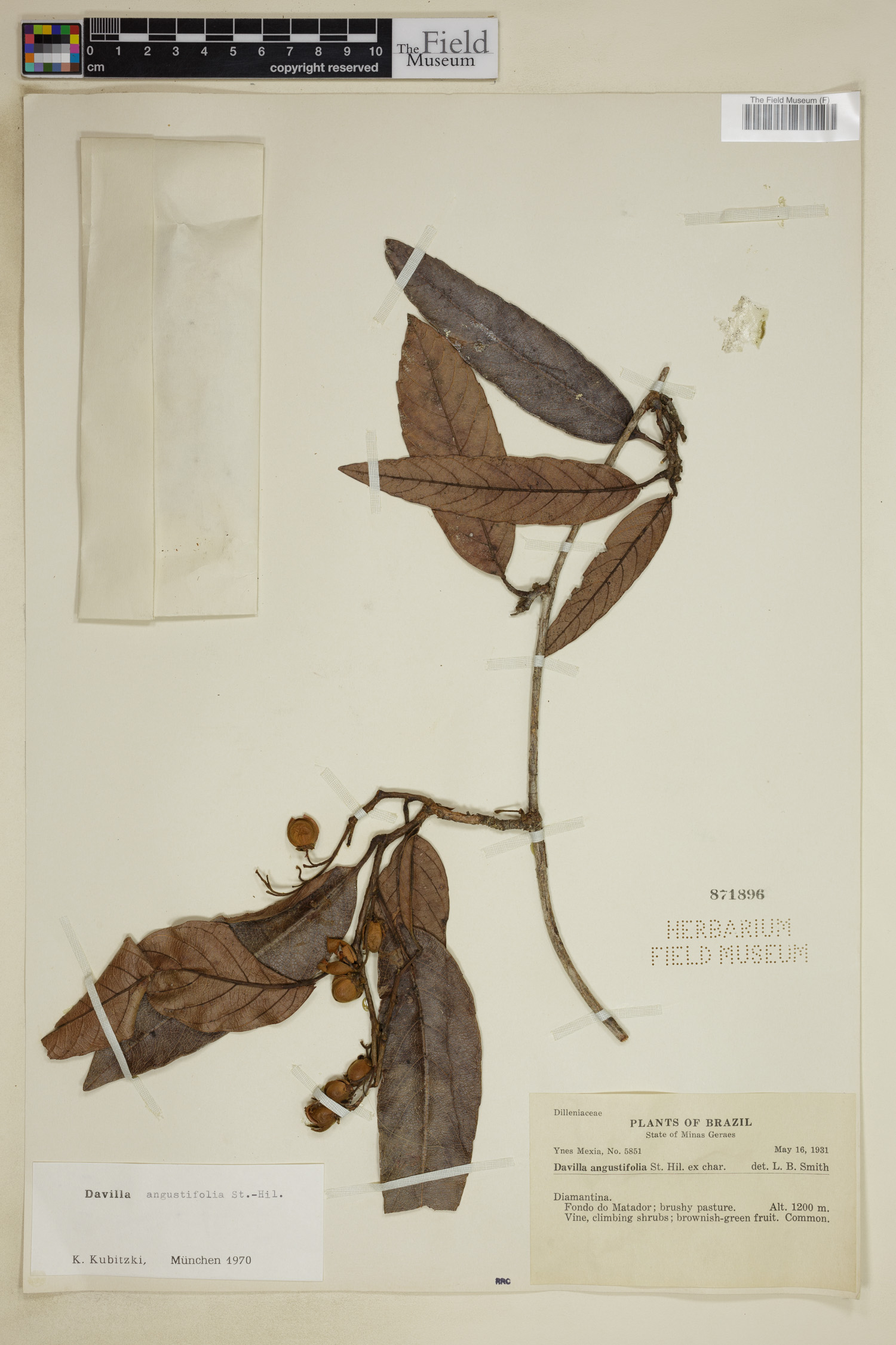 Davilla angustifolia image