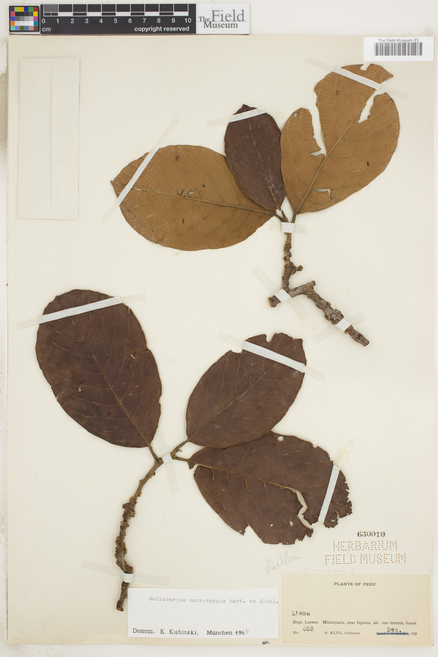 Doliocarpus macrocarpus image