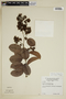 Tetracera costata subsp. rotundifolia image