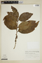 Erythroxylum grandifolium image