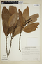Erythroxylum magnoliifolium image