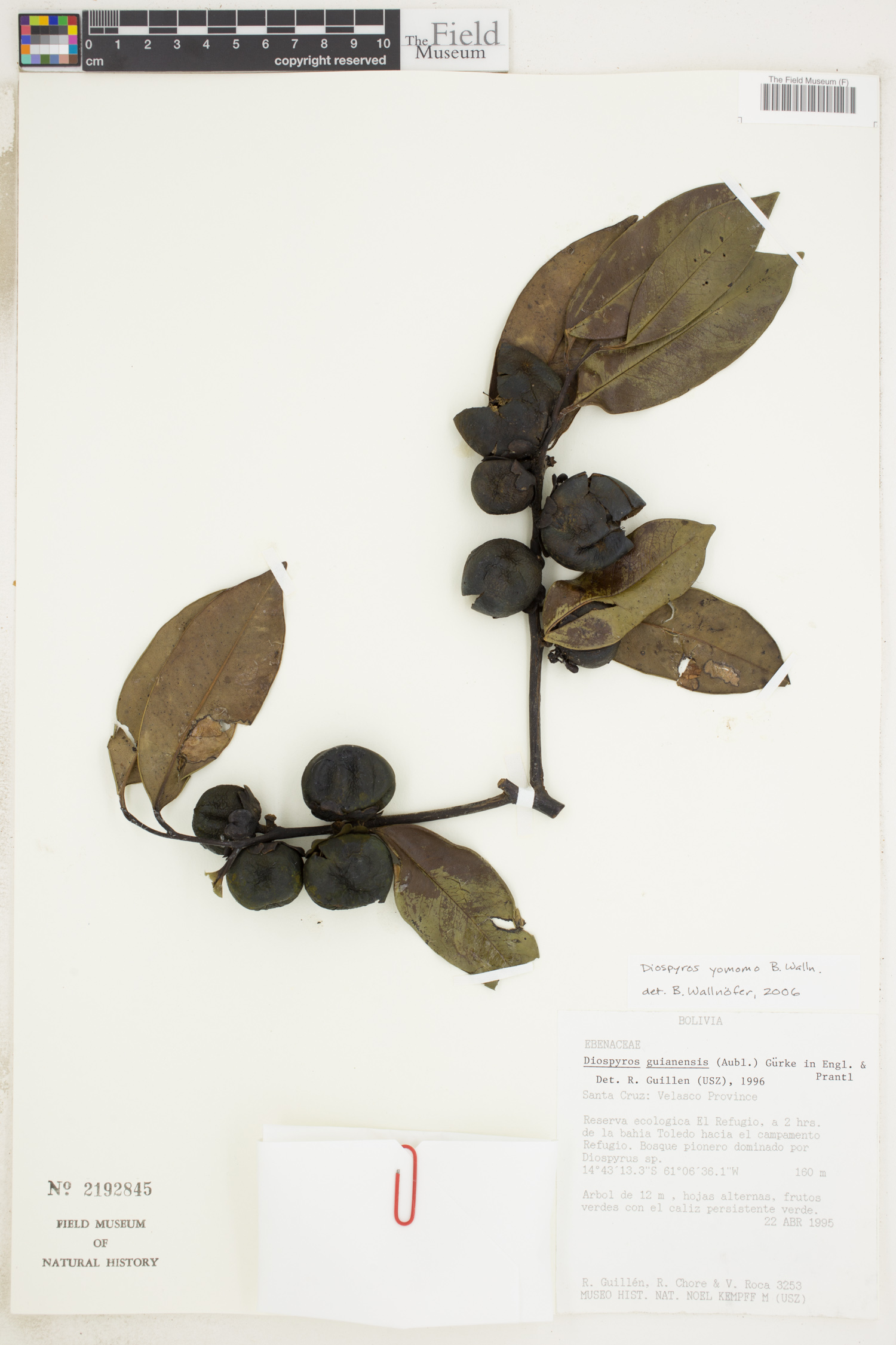 Diospyros yomomo image
