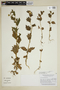 Nasa chenopodiifolia image
