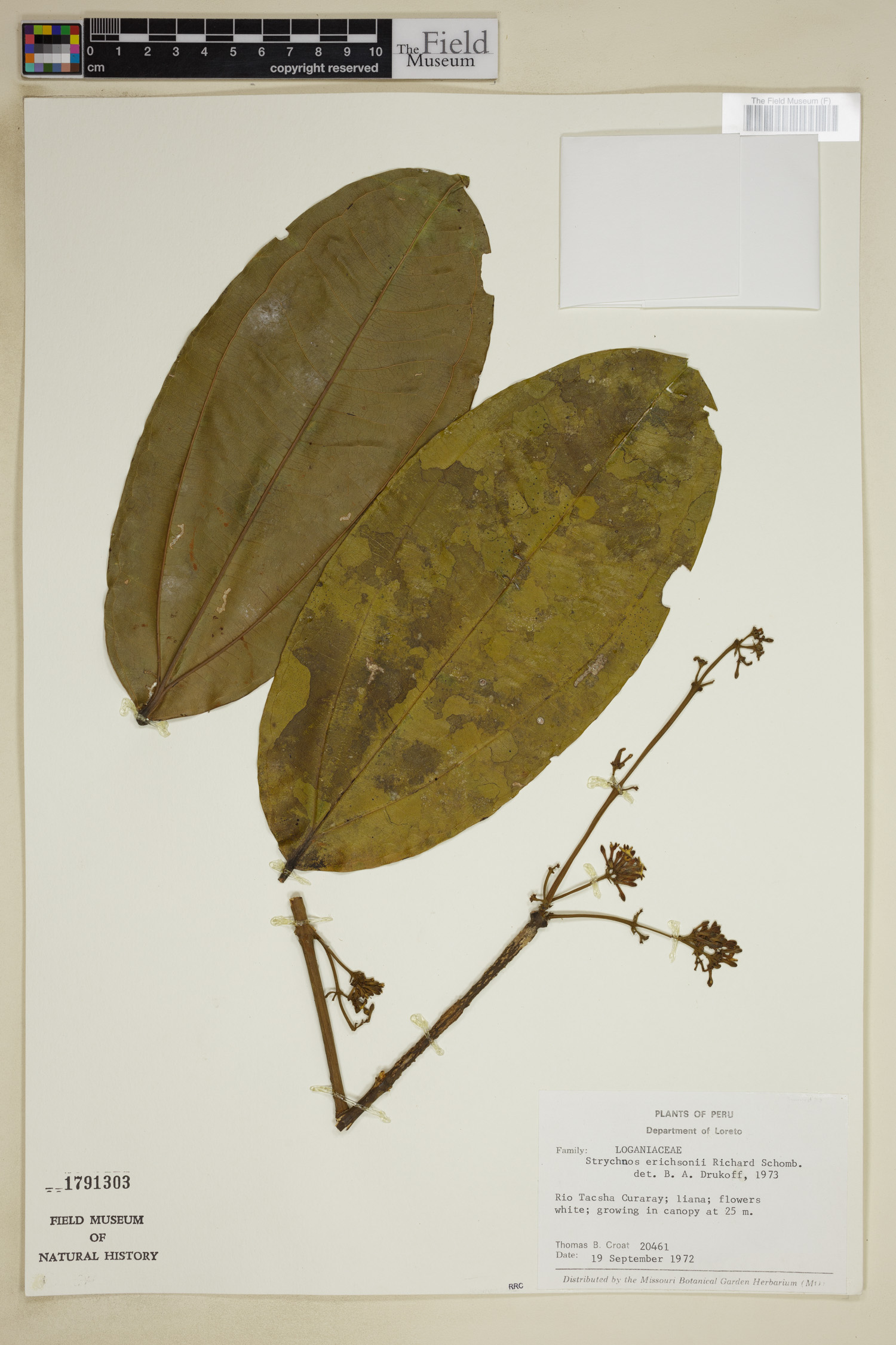 Strychnos erichsonii image