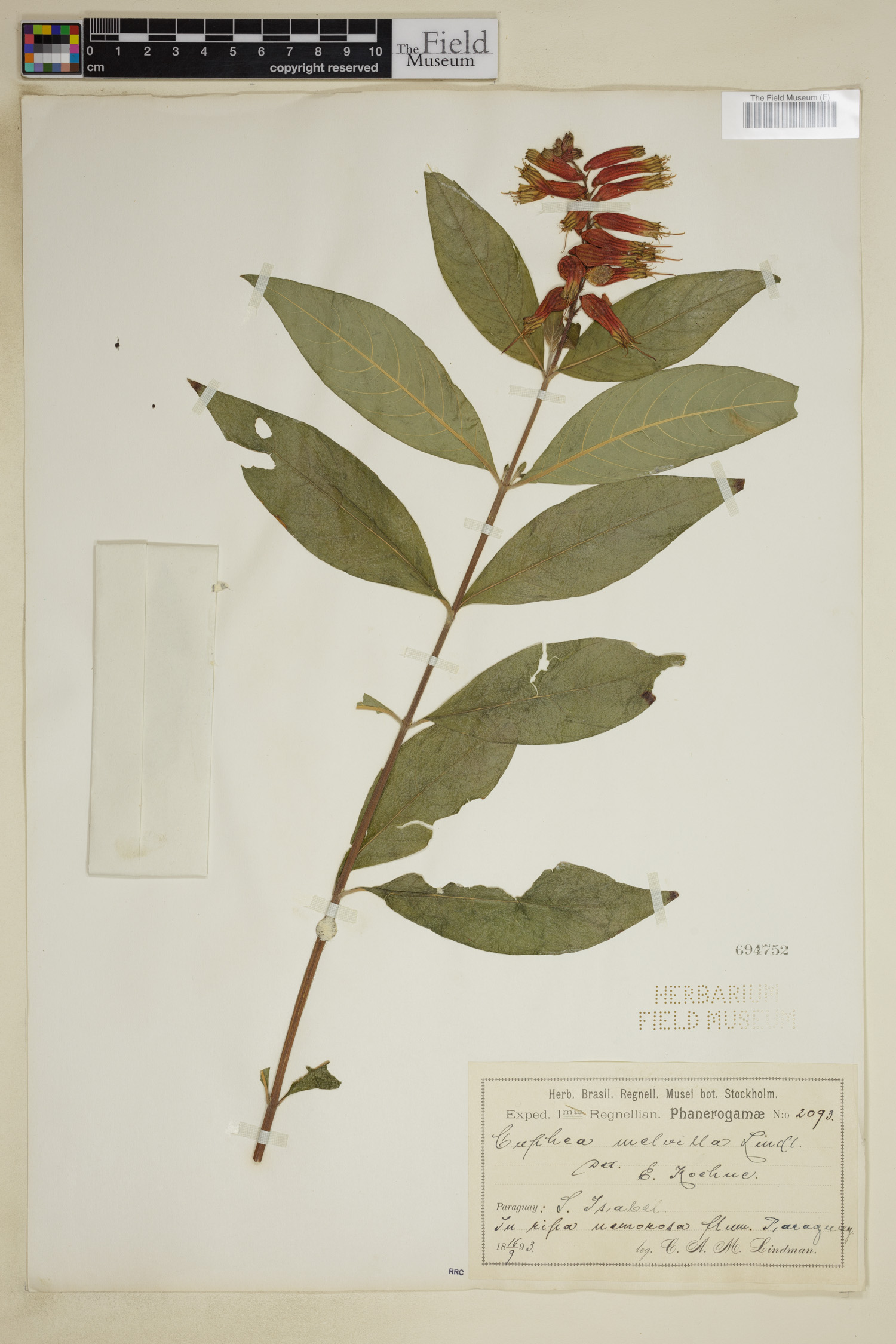 Cuphea melvilla image