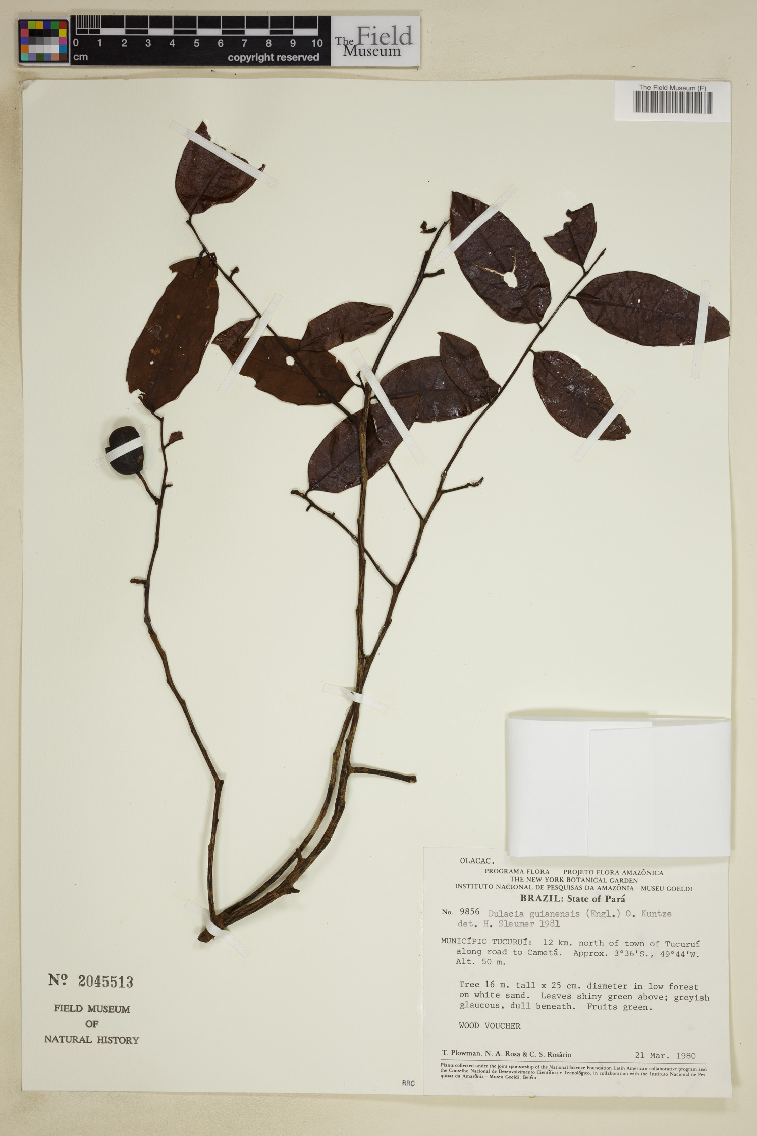 Dulacia guianensis image