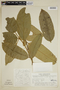 Heisteria cauliflora image